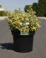 Euonymus fortunei 'Emerald'n Gold' (Kardinaalshoed)