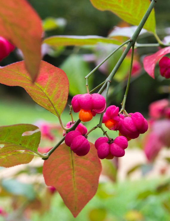 Euonymus europeus 'Red Cascade' (Kardinaalshoed)