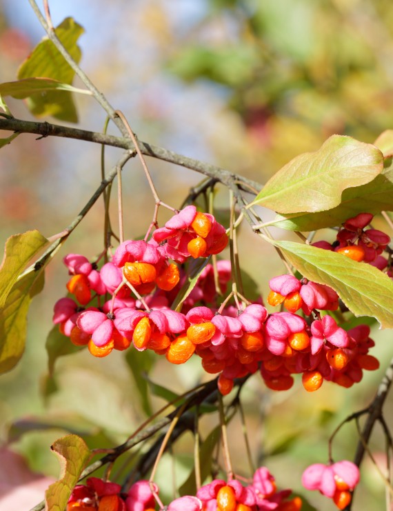 Euonymus europeus (Gewone kardinaalshoed)
