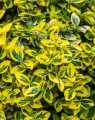 Euonymus fortunei 'Emerald'n Gold' (Kardinaalshoed)