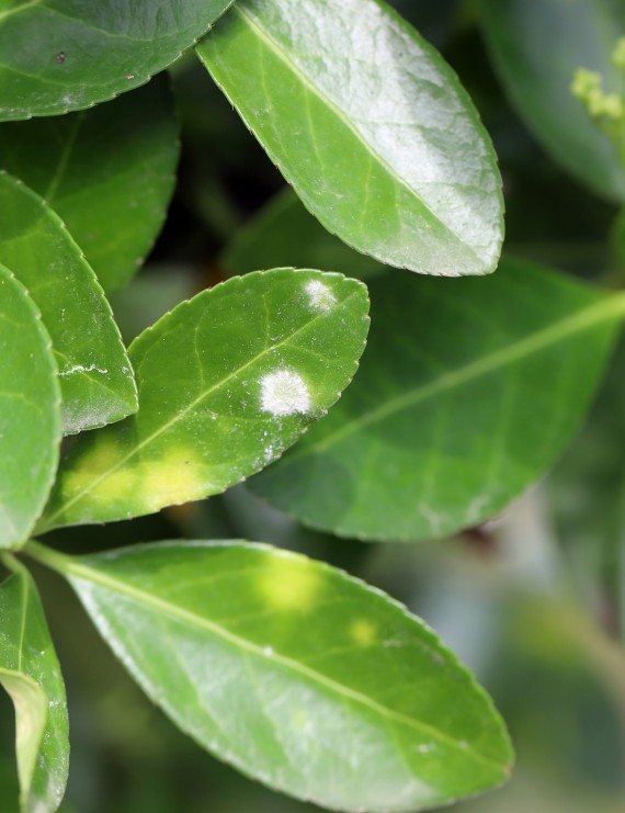 Euonymus fortunei var. radicans (Kardinaalshoed)