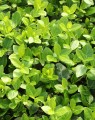 Euonymus fortunei var. radicans (Kardinaalshoed)