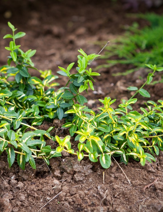 Euonymus fortunei 'Sunspot' (Kardinaalshoed)