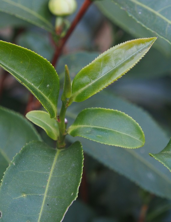 Euonymus fortunei 'Vegetus' (Kardinaalshoed)