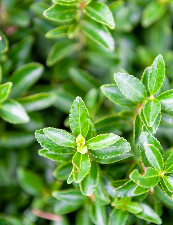 Euonymus japonicus 'Microphyllus' (Kardinaalshoed)