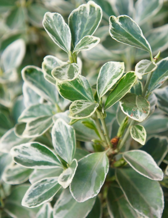 Euonymus japonicus 'Silver Queen' (Kardinaalshoed)