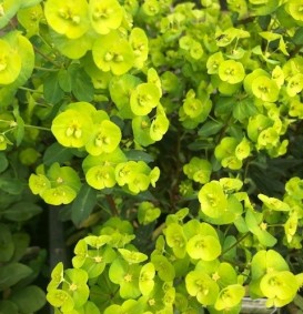 Euphorbia amygdaloides 'Purpurea' (Wolfsmelk)