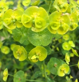 Euphorbia amygdaloides var.'Robbiae' (Wolfsmelk)