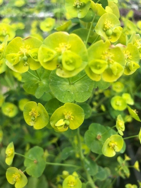 Euphorbia amygdaloides var.'Robbiae' (Wolfsmelk)