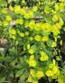 Euphorbia amygdaloides var.'Robbiae' (Wolfsmelk)