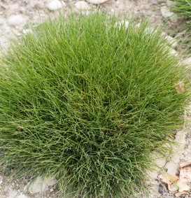 Festuca gautieri (=Festuca scoparia) (Zwenkgras) Festuca gautieri (=Festuca scoparia) (Zwenkgras)