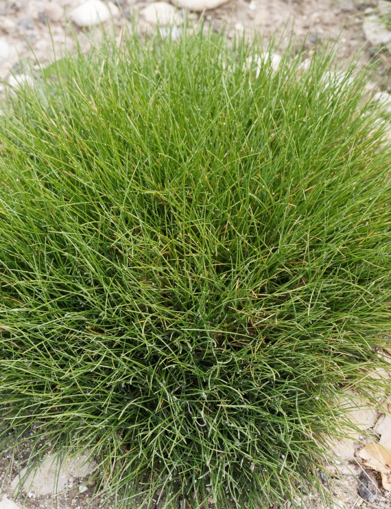 Festuca gautieri (=Festuca scoparia) (Zwenkgras)