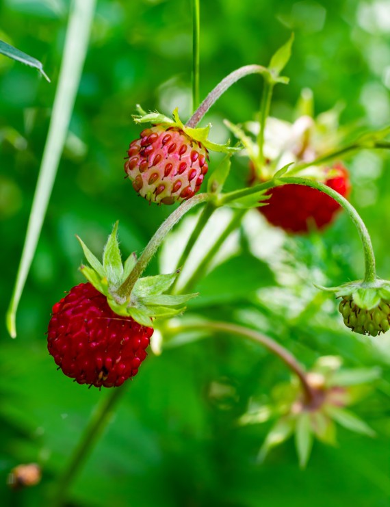 Fragaria vesca  (Wilde bosaardbei)