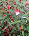 Fuchsia 'Madame Cornelissen' (Klokjesplant - Bellenplant - Bellekens)