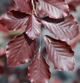 Fagus sylvatica 'Atropunicea' als veer (rode beuk)