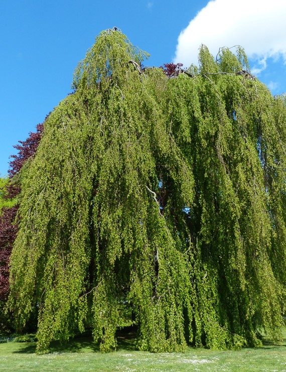 Fagus sylvatica 'Pendula' (Groene treurbeuk)