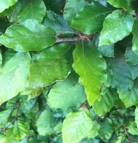 Fagus sylvatica  (Groene beuk)