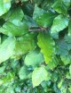 Fagus sylvatica als haagplant (Groene beuk)