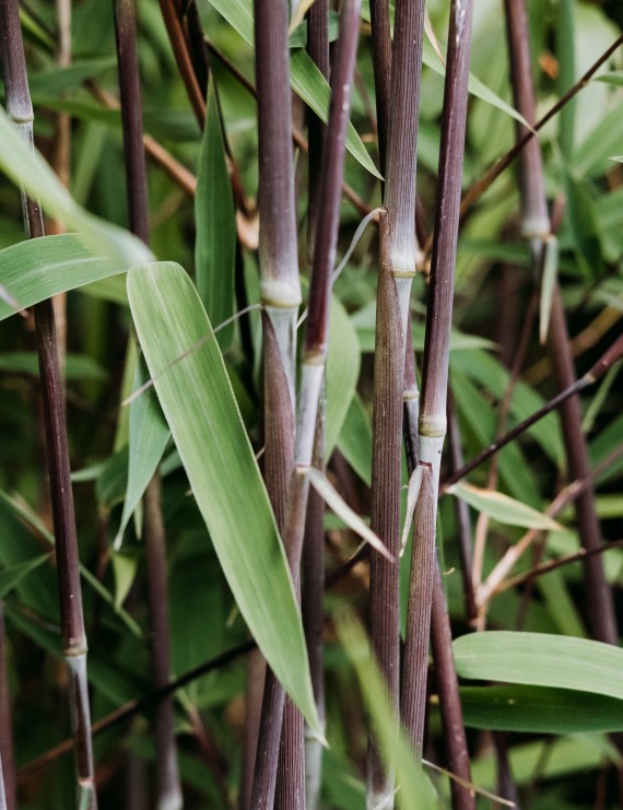 Fargesia  rufa (Bamboe)