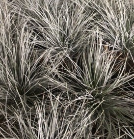 Festuca glauca (Zwenkgras) Festuca glauca (Zwenkgras)