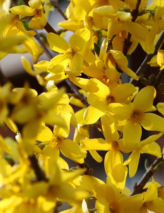 Forsythia intermedia 'Lynwood' (Chinees klokje)