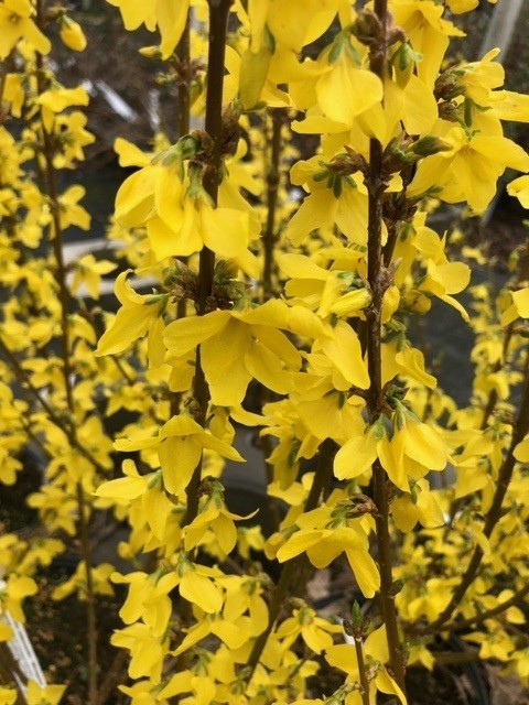 Forsythia intermedia 'Minigold' (Chinees klokje)