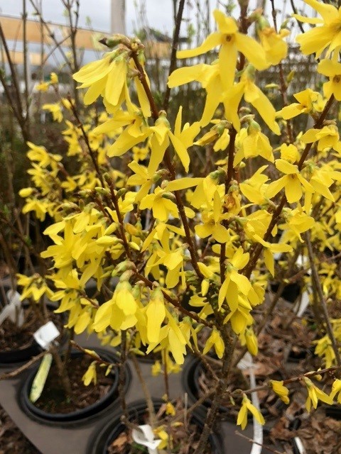 Forsythia intermedia spectabilis op stam (Chinees klokje)