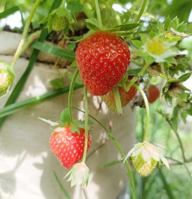 Aardbei 'Elsanta' (Fragaria ananassa)