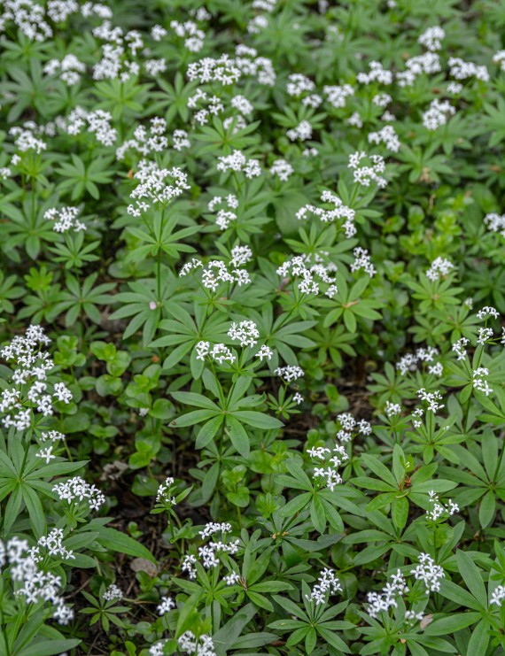 Galium odoratum (=Asperula) (Onze-Lieve-Vrouw -Bedstro - Walstro) Galium odoratum (=Asperula) (Onze-Lieve-Vrouw -Bedstro - Walstro)