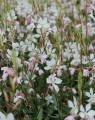 Gaura lindheimeri (Prachtkaars)
