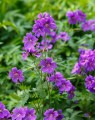 Geranium 'Johnson's Blue' (Ooievaarsbek)