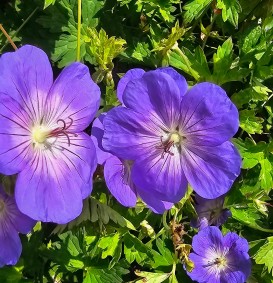 Geranium 'Rozanne' (Ooievaarsbek)
