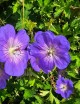 Geranium 'Rozanne' (Ooievaarsbek)