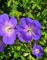 Geranium 'Rozanne' (Ooievaarsbek) Geranium 'Rozanne' (Ooievaarsbek)