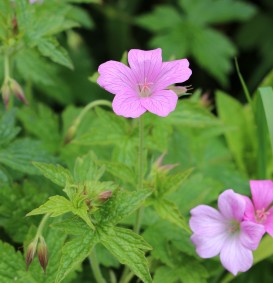 Geranium endressii (Ooievaarsbek)