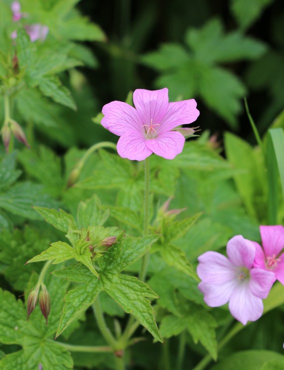 Geranium endressii (Ooievaarsbek)