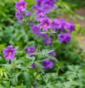 Geranium magnificum (=platypetalum) (Ooievaarsbek) Geranium magnificum (=platypetalum) (Ooievaarsbek)
