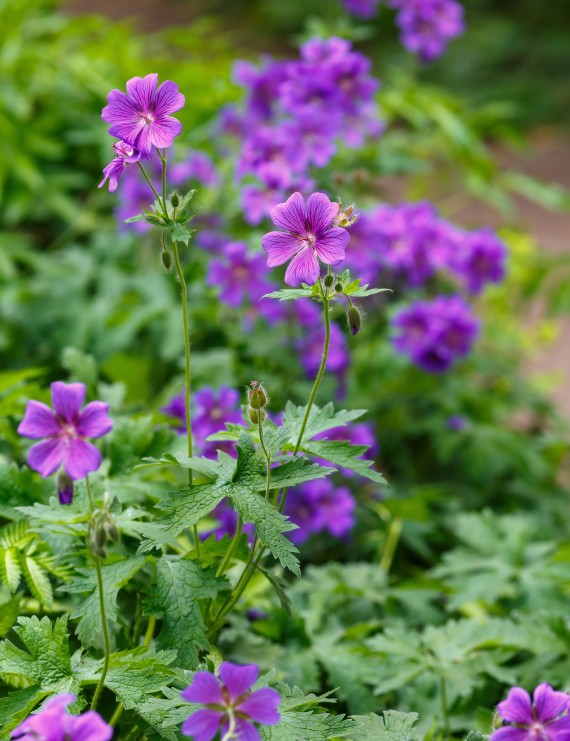 Geranium magnificum (=platypetalum) (Ooievaarsbek)