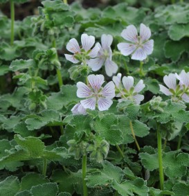 Geranium renardii (Ooievaarsbek) Geranium renardii (Ooievaarsbek)
