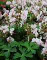 Geranium cantabrigiense 'Biokovo' (Ooievaarsbek)