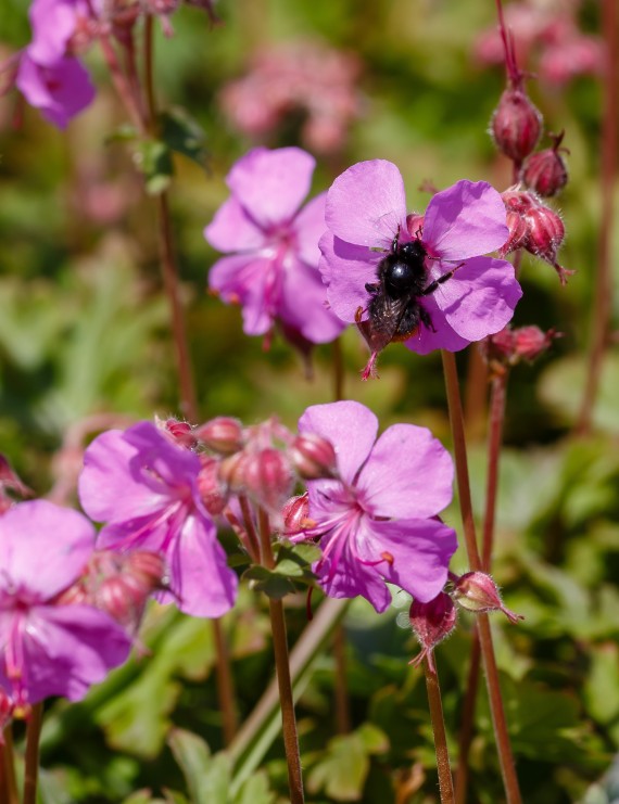 Geranium cantabrigiense 'Cambridge' (Ooievaarsbek)