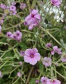 Geranium cinereum 'Ballerina' (Ooievaarsbek)