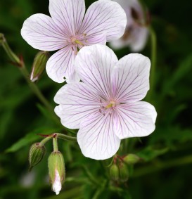Geranium clarkei 'Cashmir White' (Ooievaarsbek) Geranium clarkei 'Cashmir White' (Ooievaarsbek)
