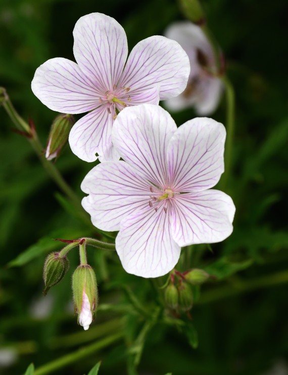 Geranium clarkei 'Cashmir White' (Ooievaarsbek)