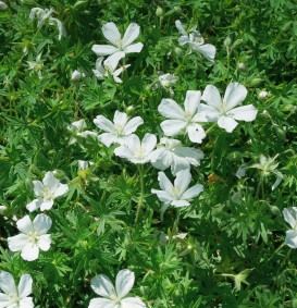 Geranium sanguineum 'Album' (Ooievaarsbek) Geranium sanguineum 'Album' (Ooievaarsbek)