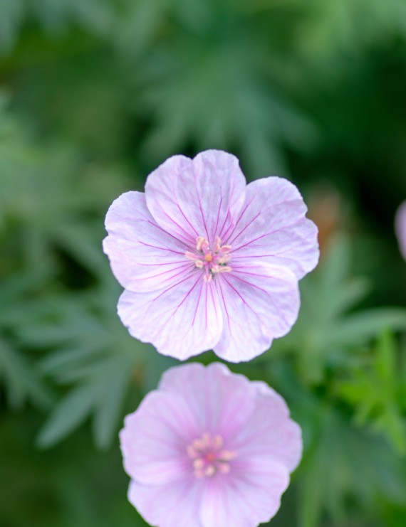 Geranium sanguineum 'Striatum' (Ooievaarsbek)