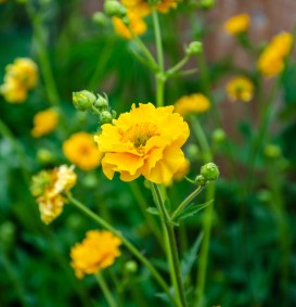 Geum 'Lady Stratheden' (Nagelkruid)