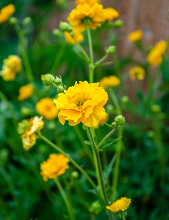 Geum 'Lady Stratheden' (Nagelkruid)