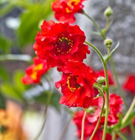 Geum chiloense 'Mrs. Bradshaw' (Nagelkruid)