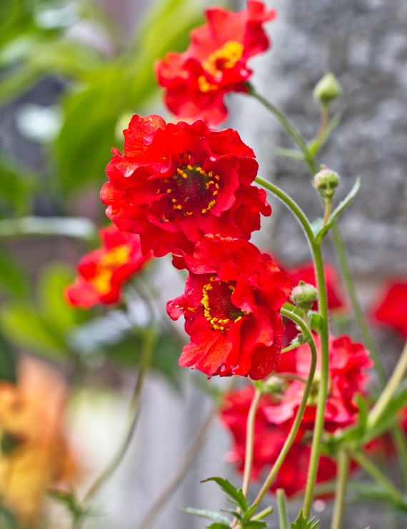Geum chiloense 'Mrs. Bradshaw' (Nagelkruid)